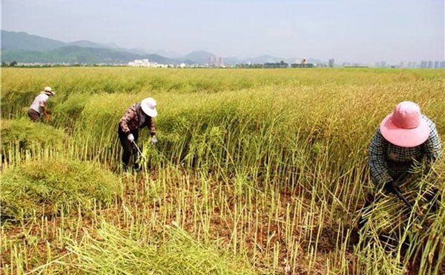 農(nóng)村的秸稈稻草，棉花桿，廢舊木材花生殼，都是農(nóng)業(yè)垃圾，在過(guò)去這些東西沒(méi)有人稀罕，到處亂扔，影響了農(nóng)村的面貌
