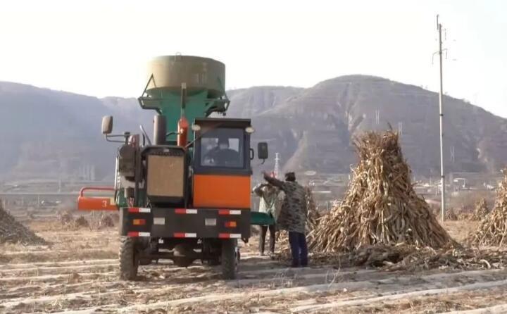 近日，走進(jìn)曲子鎮(zhèn)孟家寨村，工人們正駕駛農(nóng)機(jī)將秸稈打包回收，袁歲寶跟在機(jī)器后面細(xì)細(xì)數(shù)著自家玉米地剛剛打包完成的草包。
